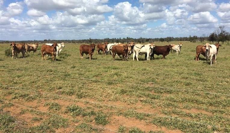 RFM outlays $28m on Central QLD beef and cotton properties