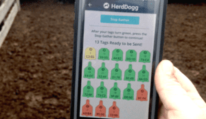Agtech: 10,000 head in large-scale remote stock monitoring project