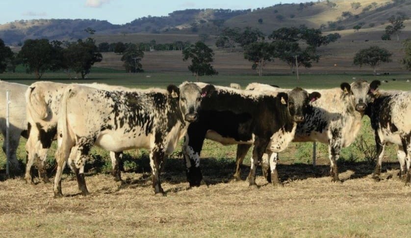 Animal health: Single-shot BRD vaccination making inroads