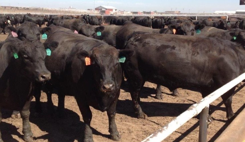 Weekly genetics review: Getting rewarded for superior genetics
