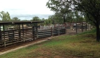 Cattle deaths from tick fever refocus attention on biosecurity fund