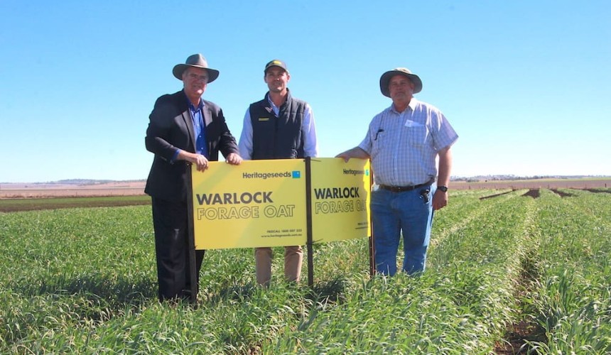 Australia’s newest forage oat variety Warlock launched near Toowoomba