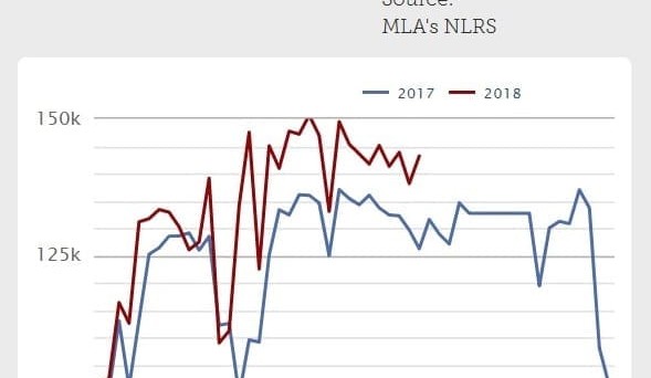 Weekly kill: Grids steady as slaughter cattle supply keeps moving
