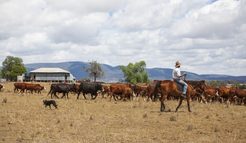 COVID not the only animal-borne disease farmers are battling