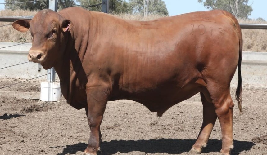 Senepols notch-up $27,000 Australian record