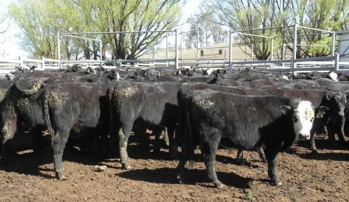Young steer prices trend higher on AuctionsPlus
