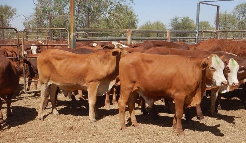 Young steer categories ease in larger AuctionsPlus offering