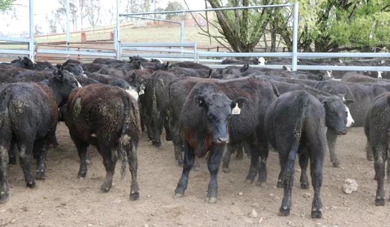 Numbers surge above 10,000 head on AuctionsPlus