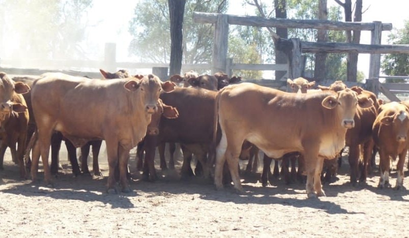 Young cattle prices strengthen on AuctionsPlus