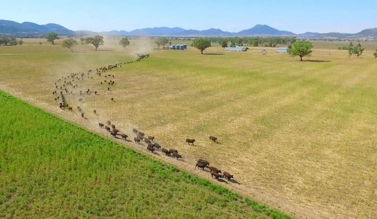 Property: Liverpool Plains landmark Currabubula Station attracts strong early interest