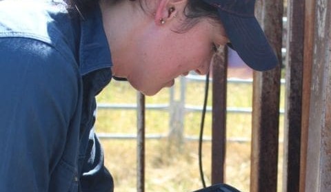 Australian cattle pain relief lick block wins global research grant