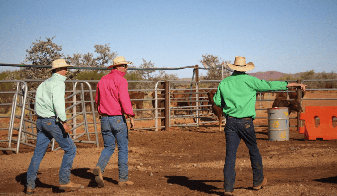 Kimberley Pilbara welfare champions compete for 2018 livestock handling cup