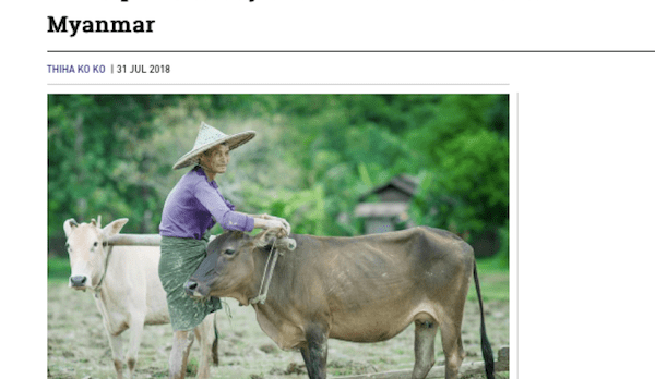 SE Asia report: Indonesia slaughter prices climb further