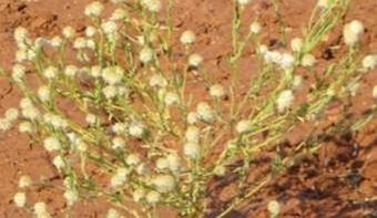 Producers urged to be on alert for Pimelea + research project update