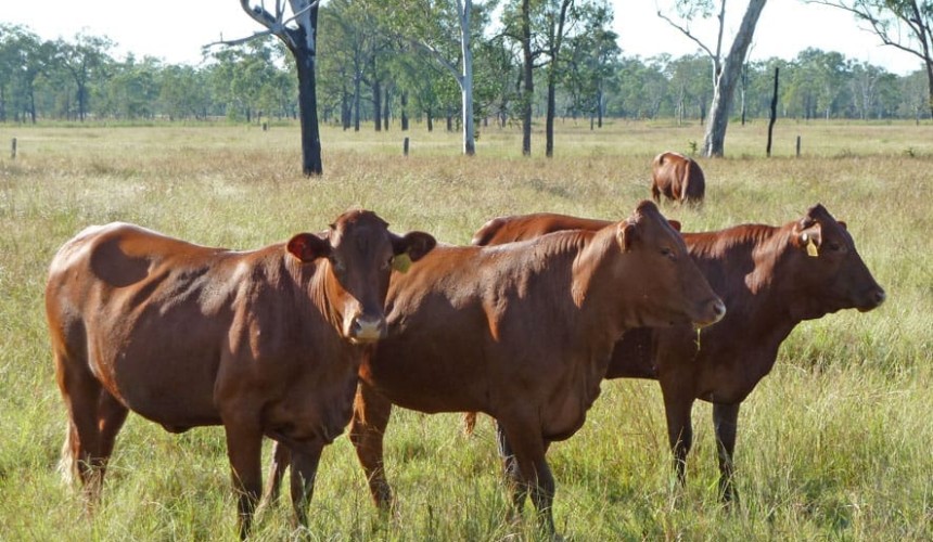 Opinion: Balancing eating quality and environmental adaption