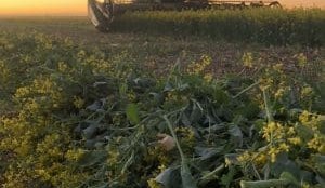 Feedgrain Focus: Trains, boats and sorghum hopes steady market
