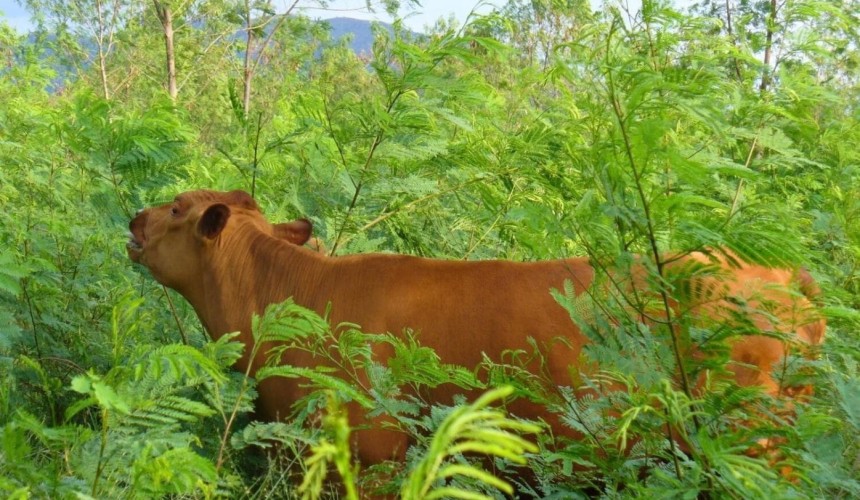 Australian and global Leucaena experts set to gather for conference
