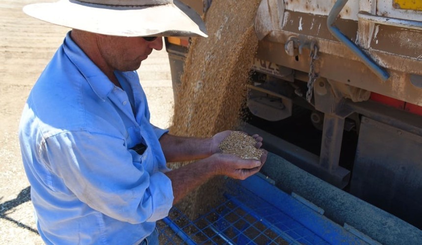 Feedgrain Focus: CQ users jump on local wheat