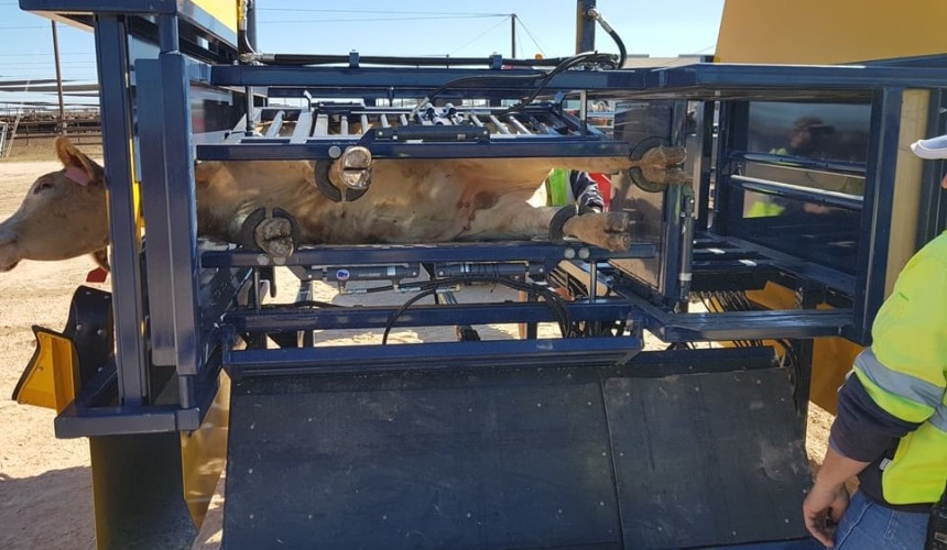 Safety, efficiency savings in BeefEx’s animal handling equipment innovation winner