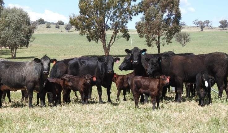 Heifer prices continues to surge in larger AuctionsPlus offering