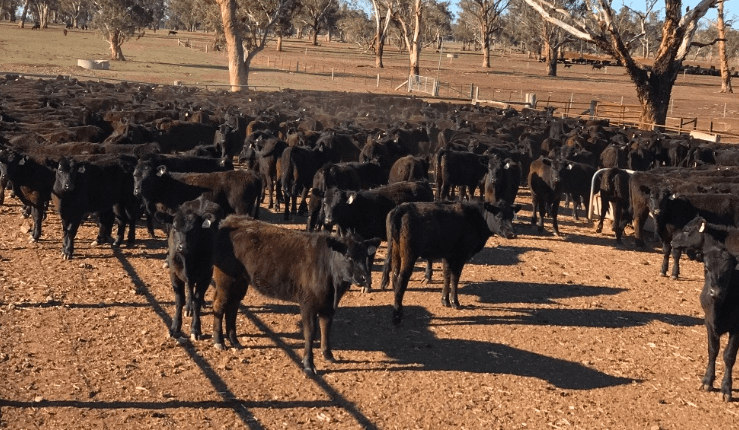 Young steers trend down on AuctionsPlus