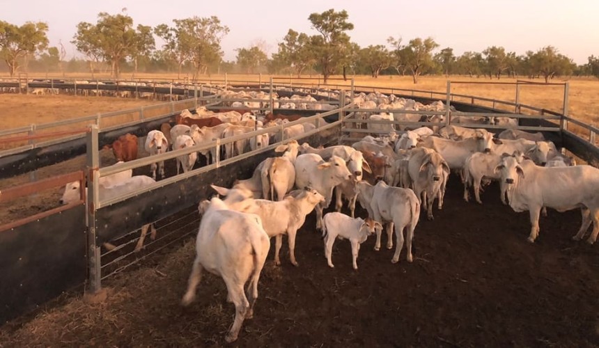 Gunn Agri outlays +$40m for Qld gulf breeding property Abingdon Downs