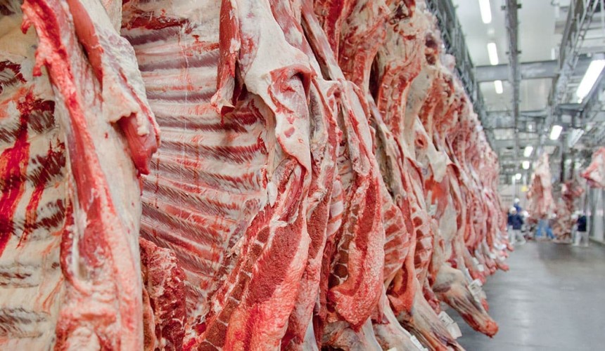 Welfare and environmental concerns in bigger-framed cattle warns Temple Grandin  