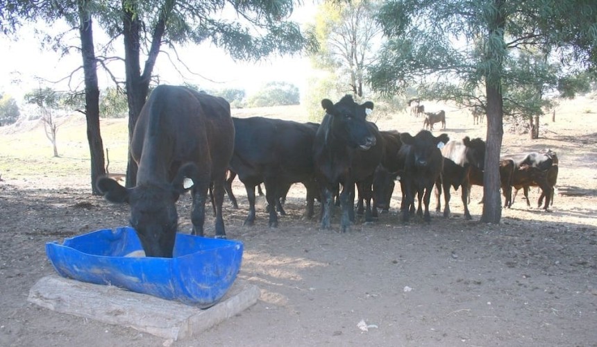 Free public drought forums go online in Qld