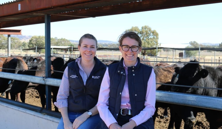 Canola meal the real deal for supplementing steers: CSU research