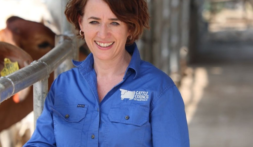 City commentary dooming live trade ‘dangerously ignorant’: Cattle Council