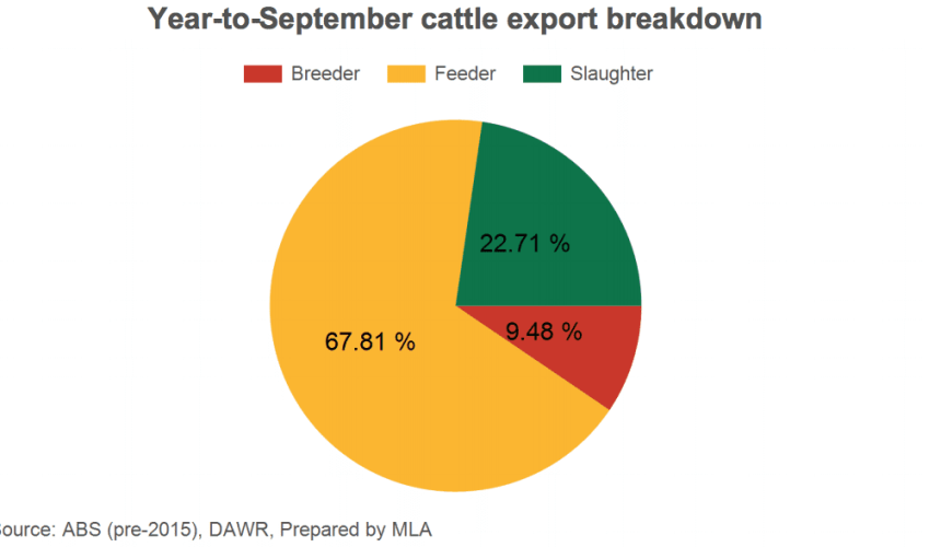 Northern export steer prices lift to 310c
