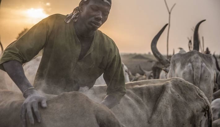 Harnessing the power of livestock to drive sustainable development