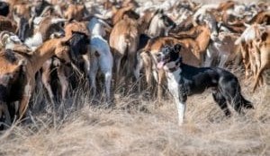 More Australian working dogs needed for unique research study