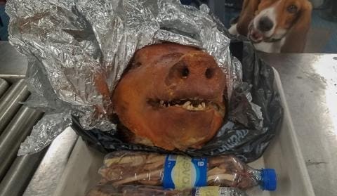 Where beagles dare: detector dog sniffs out pig head in luggage