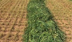 Feedgrain Focus: Prices rise as Vic production prospects deteriorate
