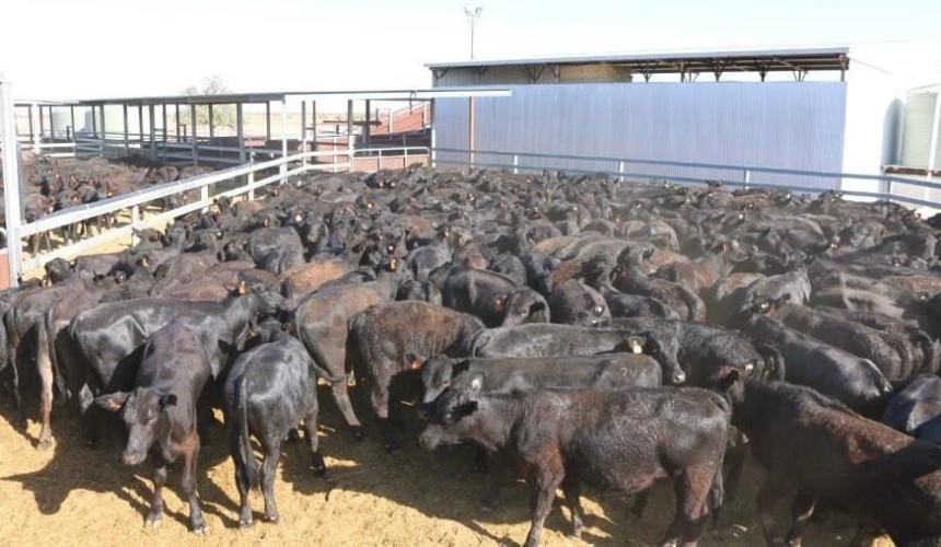 Big jump in steer prices on AuctionsPlus