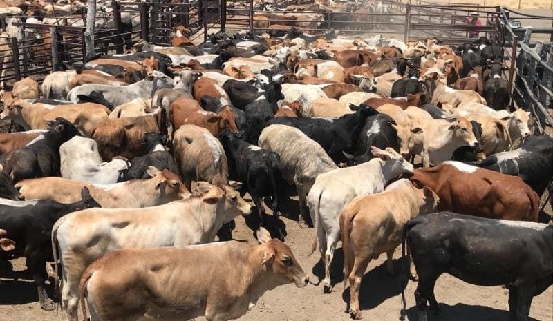 Light heifers lift sharply in another big AuctionsPlus catalogue