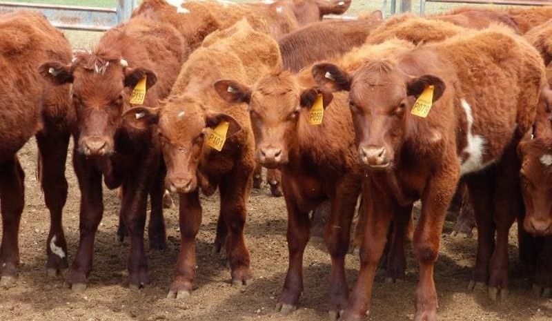 Sharp rise in heifer prices on AuctionsPlus