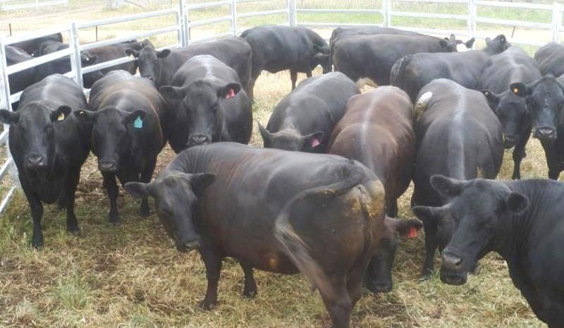 Young steer, heifer prices back 10-20c on AuctionsPlus