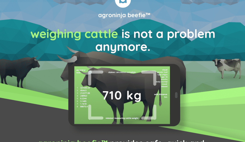 Smartphone accessory calculates cattle weights from metres away + VIDEO