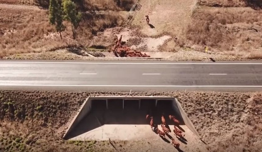 Cattle culvert provides solution for workplace safety award winners + VIDEO