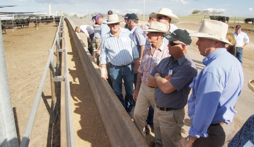 Pre-vaccination, backgrounding helping lift Whyalla’s feeder performance