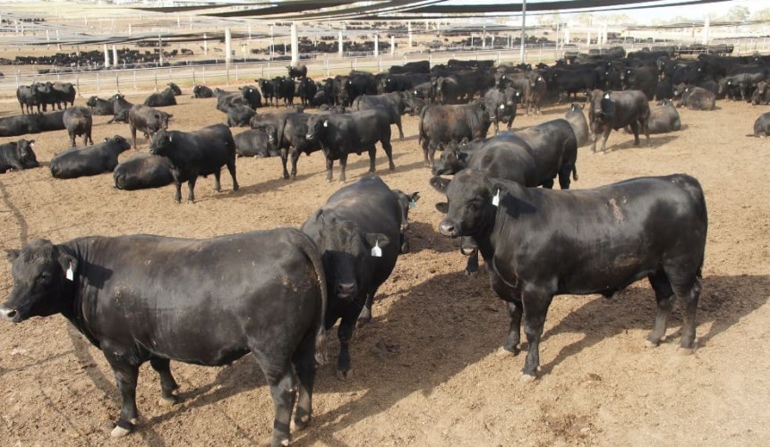 Grainfed premium evaporates, as complex export market pressures mount