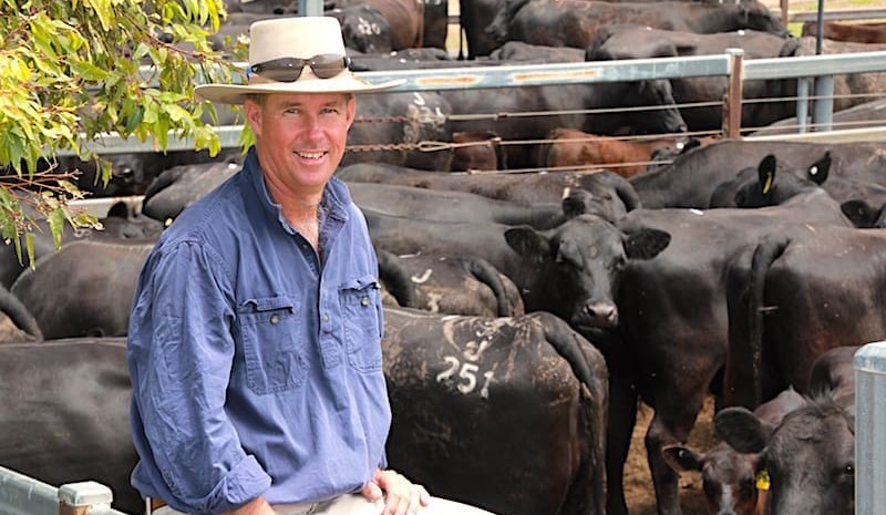 Leucaena powering intensive Southern Queensland cattle operation