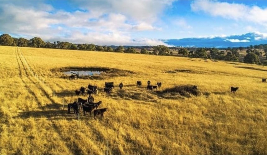 Gina Rinehart adds to Wagyu operations with New England purchase