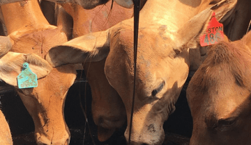 ACCC clears path for sale of Performance Feeds supplement business to Graincorp     