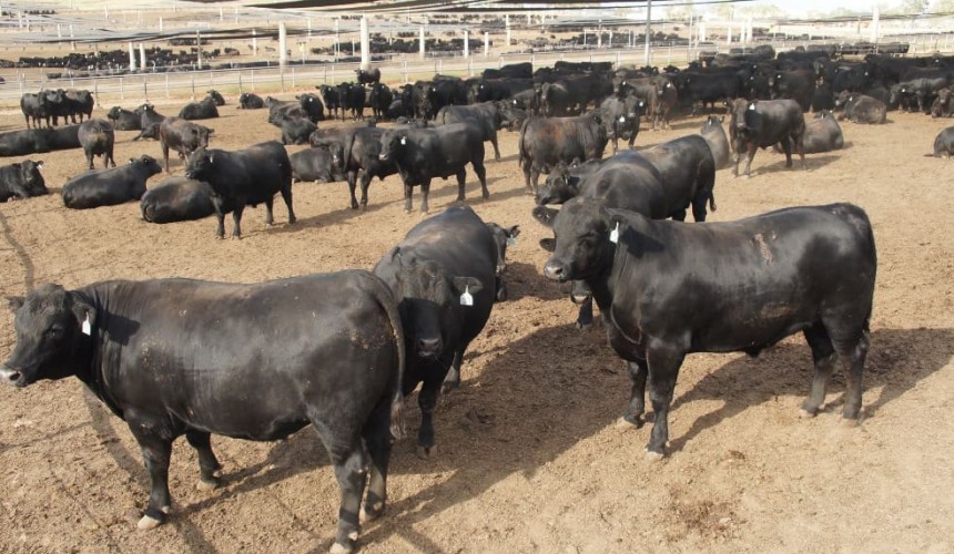 Cattle on feed hit record 1.126m head