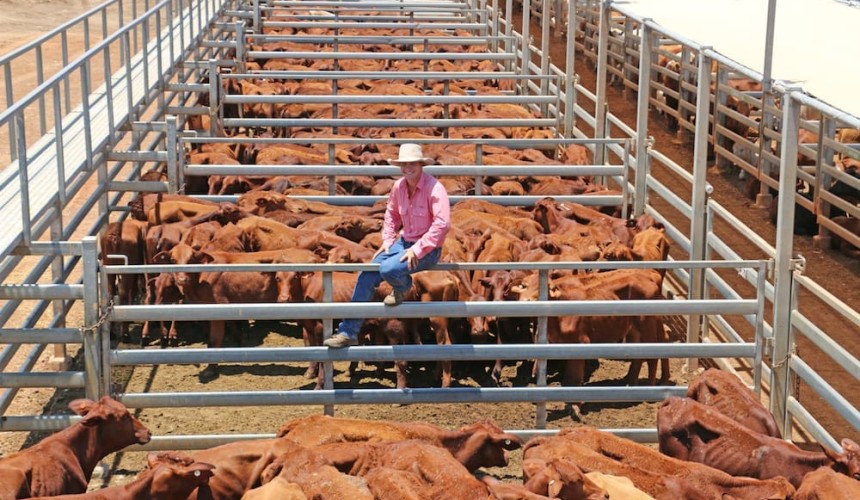 Roma store sale 6 Nov 2018: Light Blackall heifers to 330c/kg