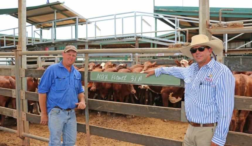 Roma store sale 4 Dec 2018: Demand strong for better cattle