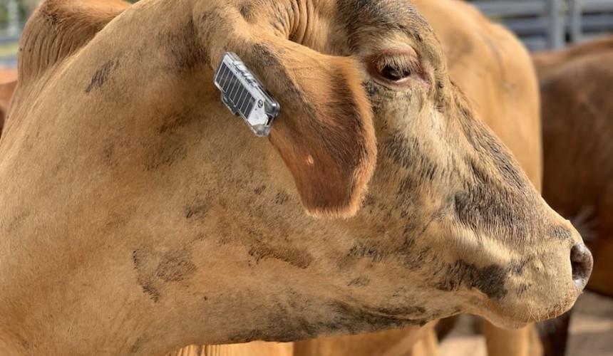 Ears a smart way to keep track of cattle